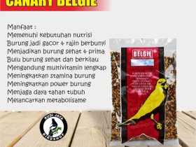 Makanan Burung Pipit: Panduan Lengkap untuk Burung Sehat dan Aktif